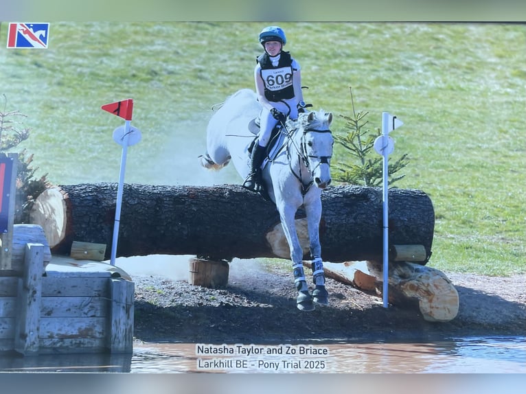 Connemara Wallach 11 Jahre 148 cm Schimmel in newbury