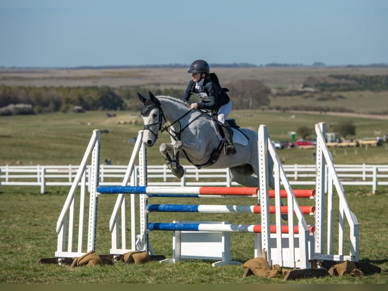 Connemara Wallach 11 Jahre 148 cm Schimmel in newbury