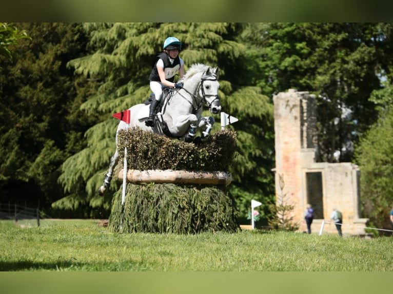 Connemara Wallach 11 Jahre 148 cm Schimmel in newbury
