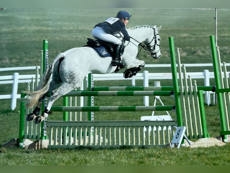 Connemara Wallach 11 Jahre 148 cm Schimmel in newbury