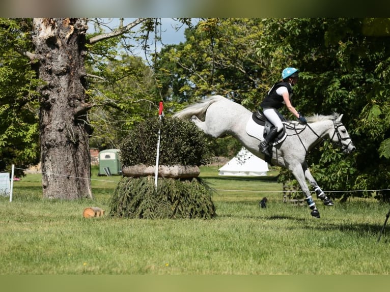 Connemara Wallach 11 Jahre 148 cm Schimmel in newbury