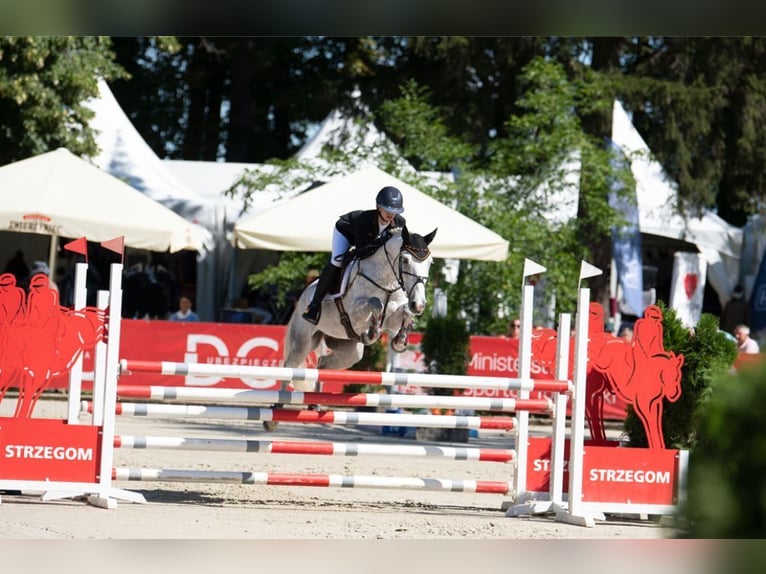 Connemara Wallach 11 Jahre 148 cm Schimmel in Selm