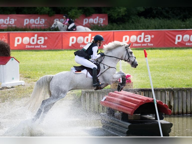 Connemara Wallach 11 Jahre 148 cm Schimmel in Selm