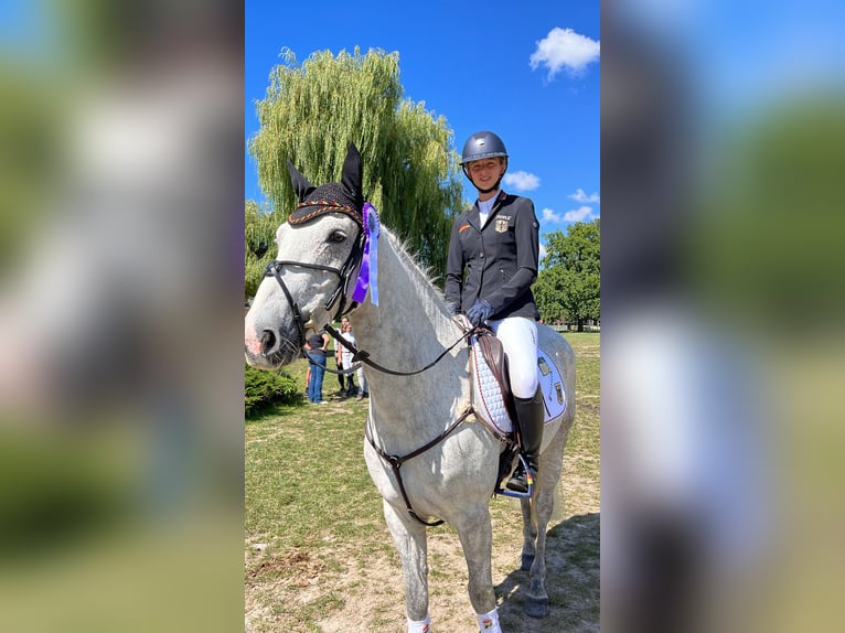 Connemara Wallach 11 Jahre 148 cm Schimmel in Selm