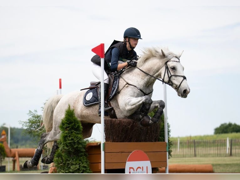 Connemara Wallach 11 Jahre 148 cm Schimmel in Selm