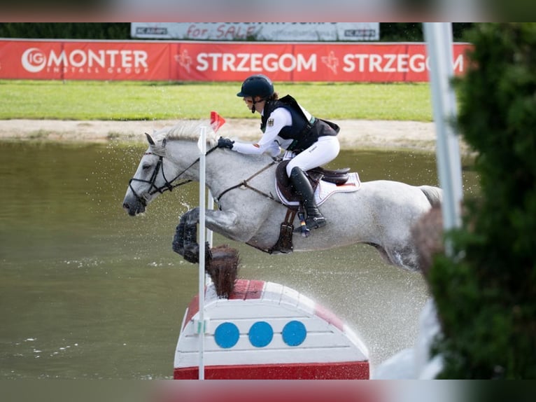Connemara Wallach 11 Jahre 148 cm Schimmel in Selm