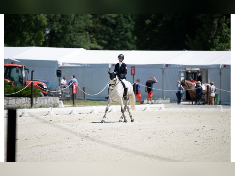 Connemara Wallach 11 Jahre 148 cm Schimmel in Selm