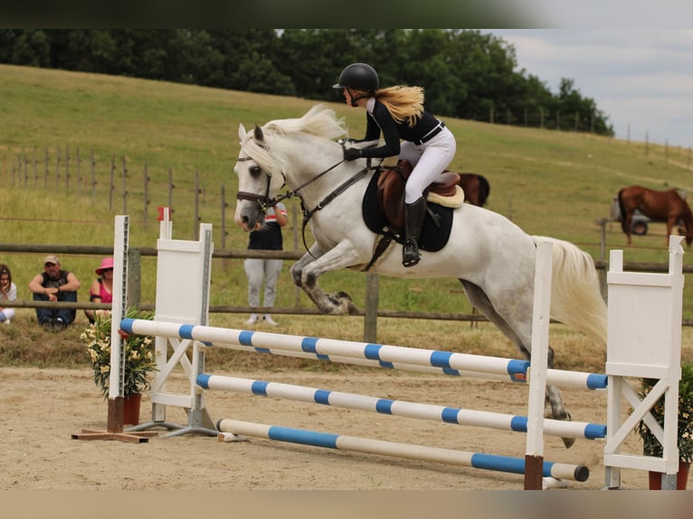 Connemara Wallach 11 Jahre 150 cm Schimmel in Castres