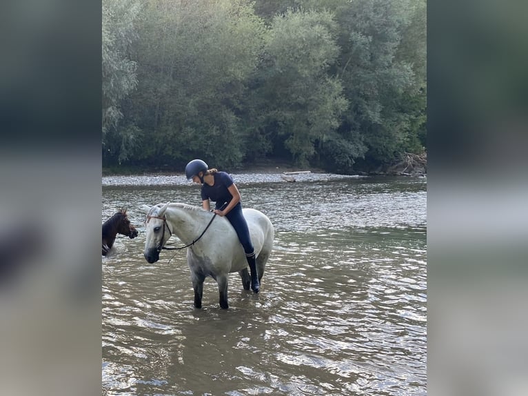 Connemara Wallach 11 Jahre 152 cm Schimmel in Krauchthal