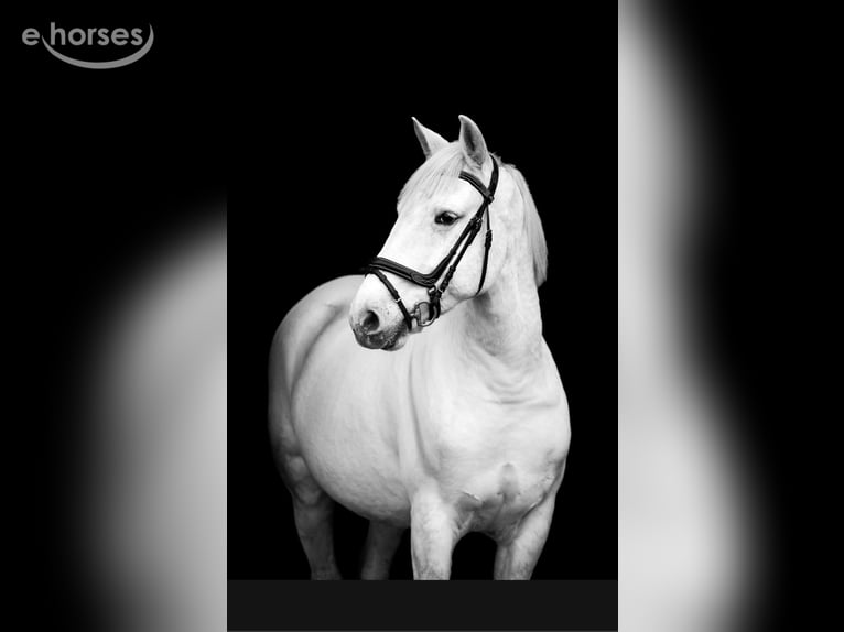 Connemara Wallach 11 Jahre 155 cm Schimmel in Gronau (Westfalen)