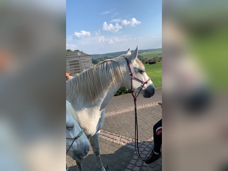 Connemara Wallach 11 Jahre 157 cm  in Pulheim