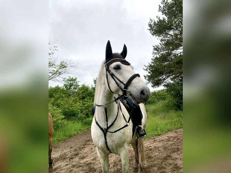 Connemara Wallach 11 Jahre 157 cm  in Pulheim