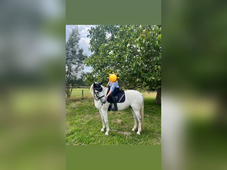Connemara Wallach 11 Jahre 157 cm  in Pulheim