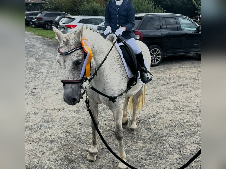 Connemara Mix Wallach 12 Jahre 134 cm Schimmel in Irmtraut