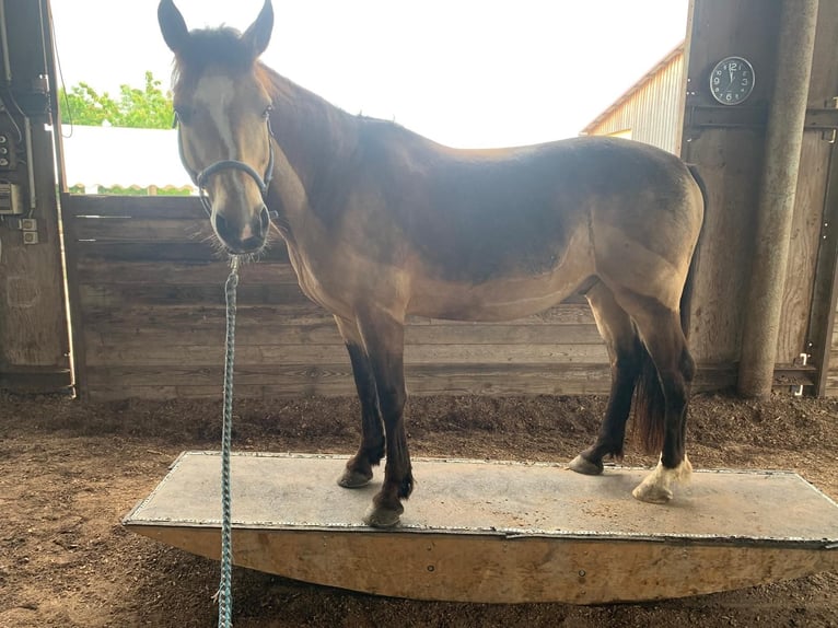 Connemara Wallach 12 Jahre 144 cm Buckskin in Dietzenbach