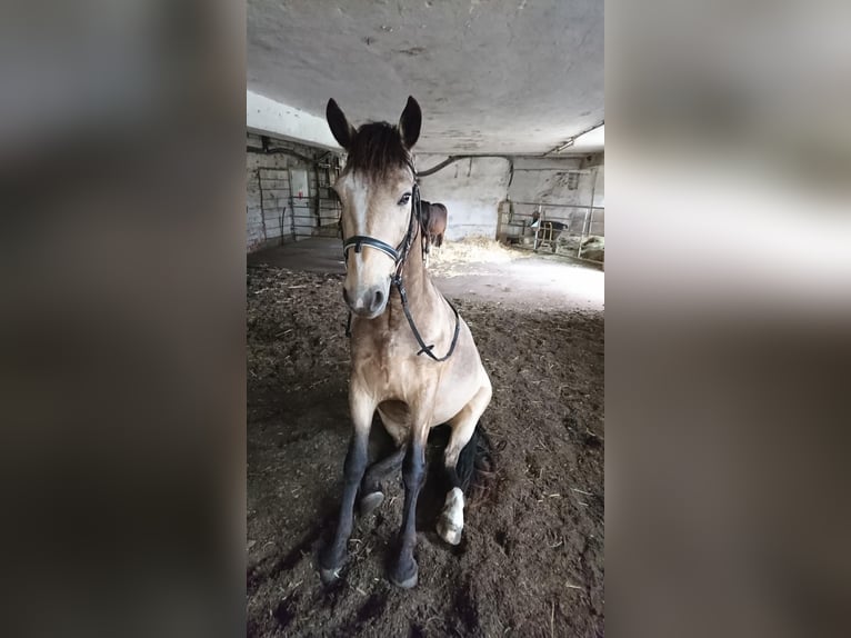 Connemara Wallach 12 Jahre 144 cm Buckskin in Dietzenbach
