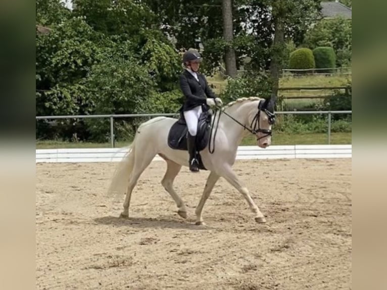 Connemara Wallach 12 Jahre 147 cm Cremello in Bad König