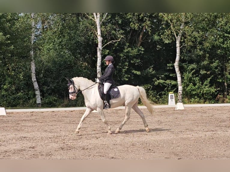 Connemara Wallach 12 Jahre 147 cm Cremello in Bad König