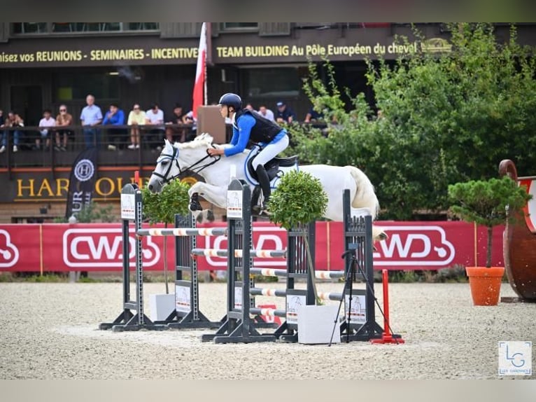Connemara Wallach 12 Jahre 148 cm Schimmel in Galway