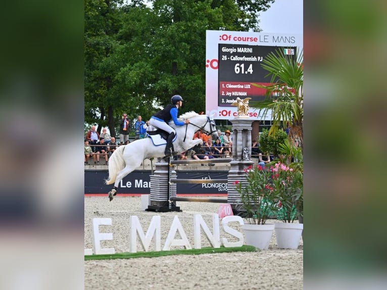 Connemara Wallach 12 Jahre 148 cm Schimmel in Galway