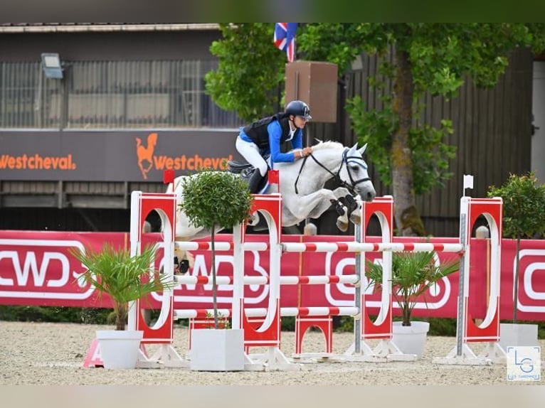 Connemara Wallach 12 Jahre 148 cm Schimmel in Galway