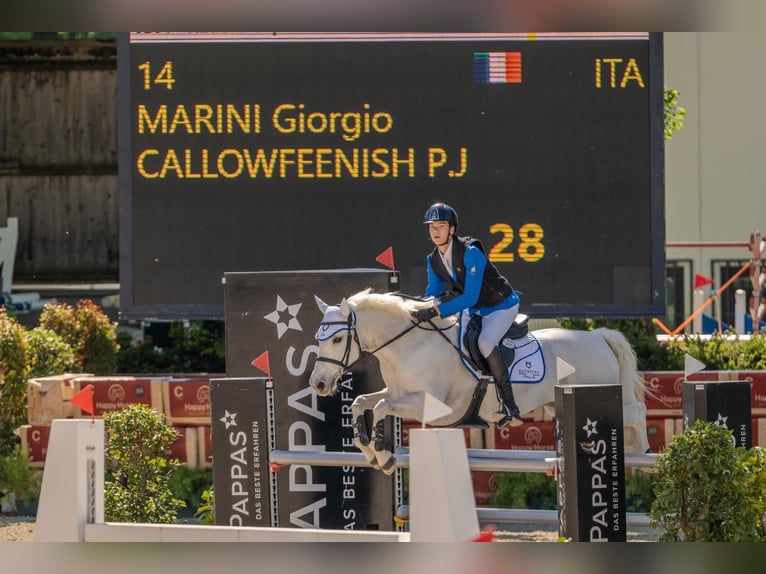 Connemara Wallach 12 Jahre 148 cm Schimmel in Galway