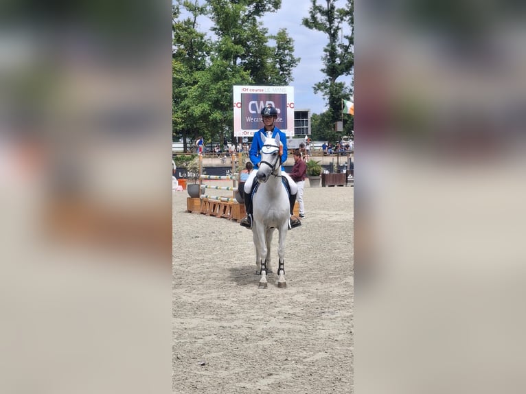 Connemara Wallach 12 Jahre 148 cm Schimmel in Galway