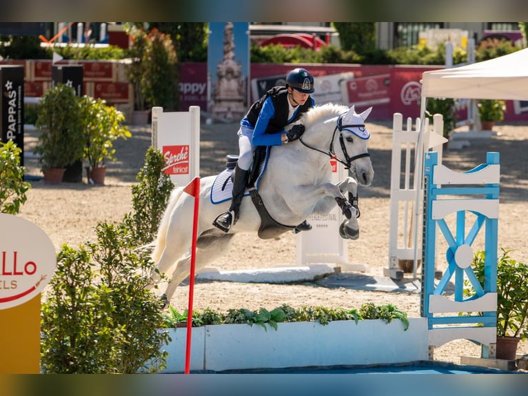 Connemara Wallach 12 Jahre 148 cm Schimmel in Galway