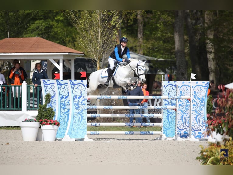 Connemara Wallach 12 Jahre 148 cm Schimmel in Galway