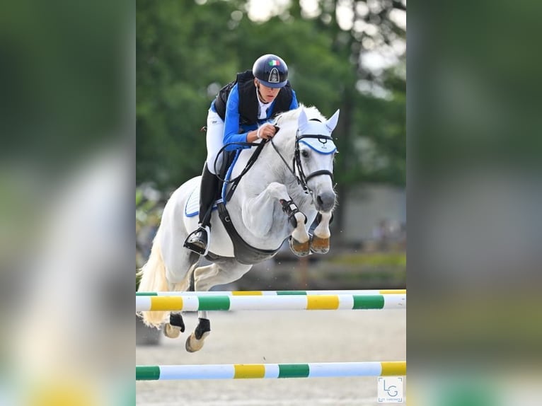 Connemara Wallach 12 Jahre 148 cm Schimmel in Galway