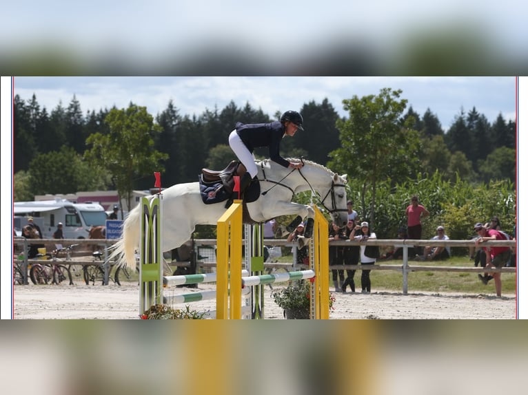 Connemara Wallach 12 Jahre 148 cm Schimmel in Aix-en-Provence