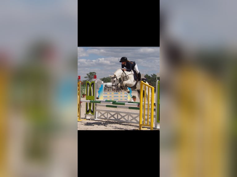 Connemara Wallach 12 Jahre 148 cm Schimmel in Aix-en-Provence