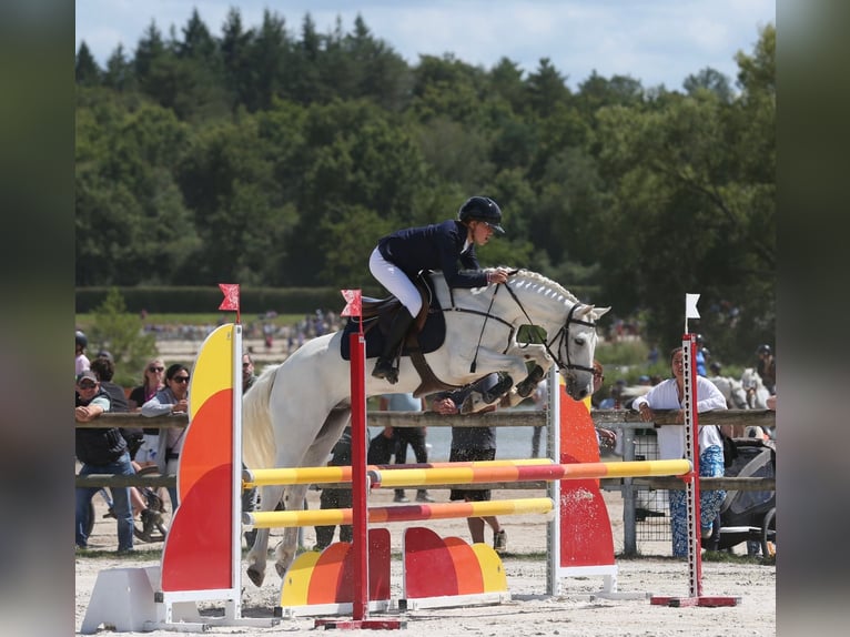 Connemara Wallach 12 Jahre 148 cm Schimmel in Aix-en-Provence