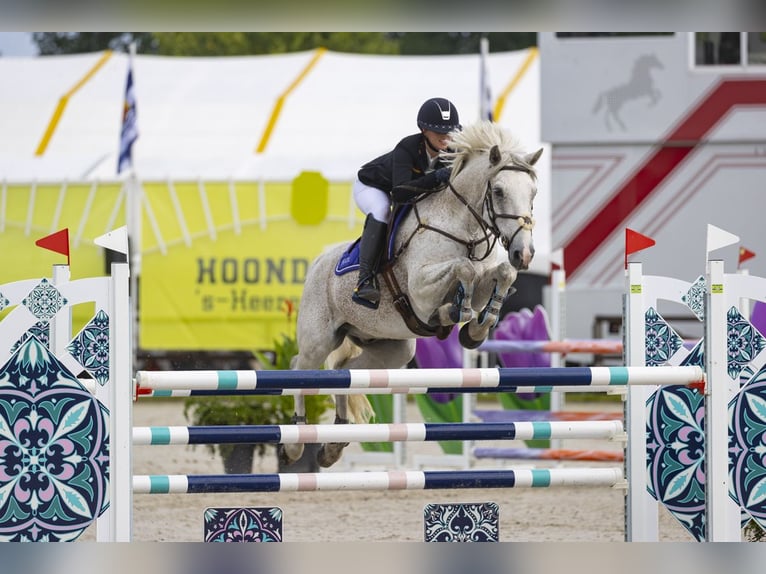 Connemara Wallach 12 Jahre 148 cm Schimmel in Selm