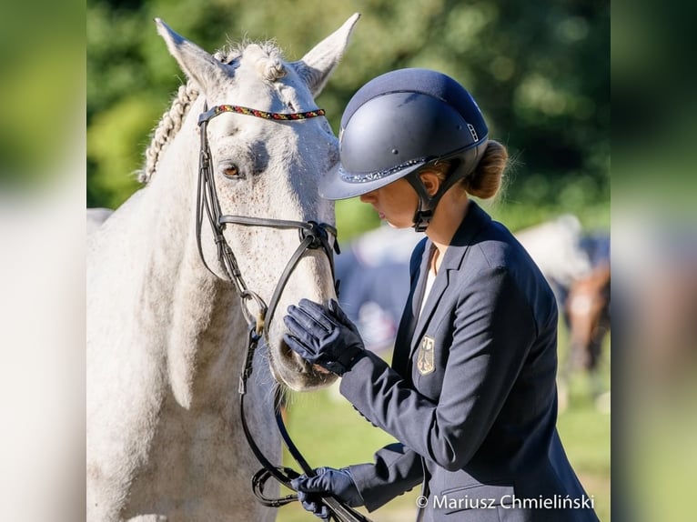 Connemara Wallach 12 Jahre 148 cm Schimmel in Selm