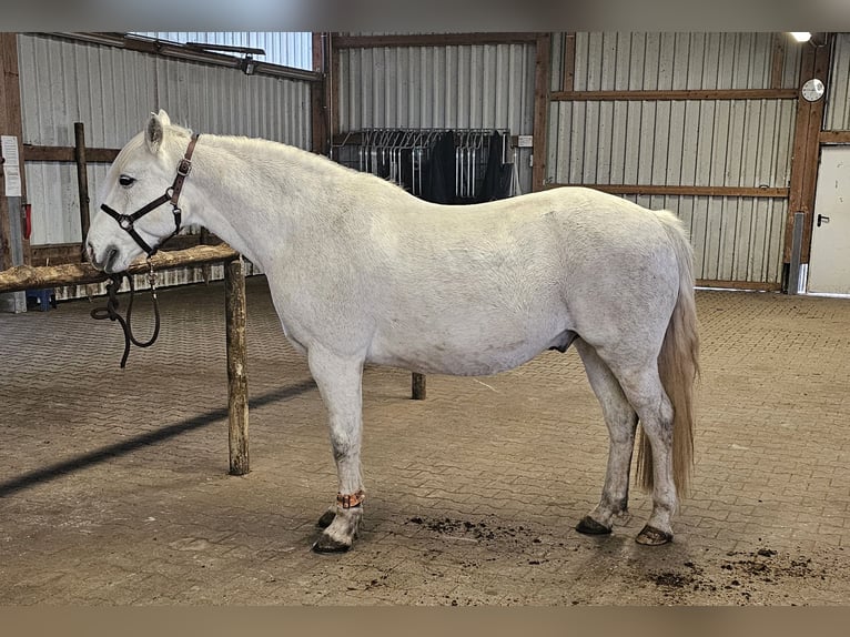 Connemara Wallach 12 Jahre 152 cm Schimmel in Bad Orb