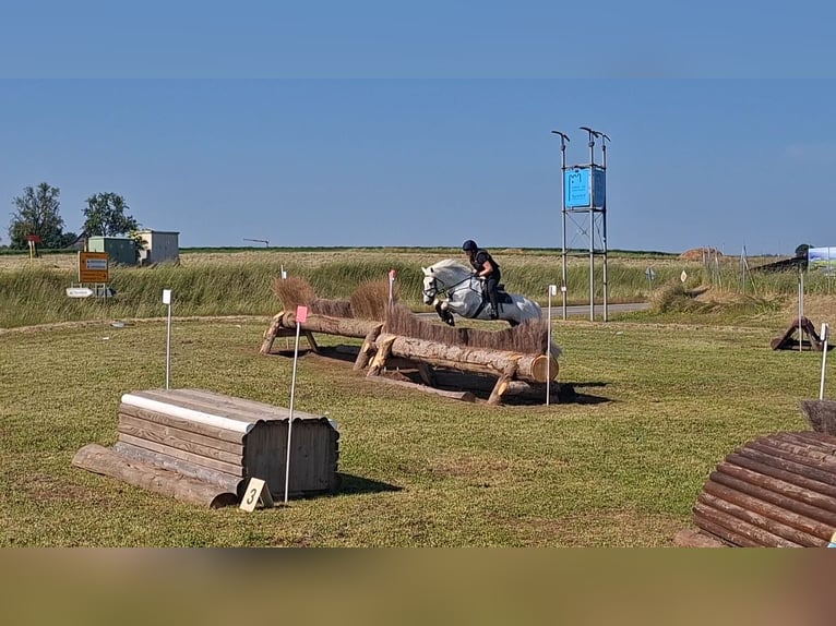 Connemara Wallach 12 Jahre 158 cm Schimmel in Dasing