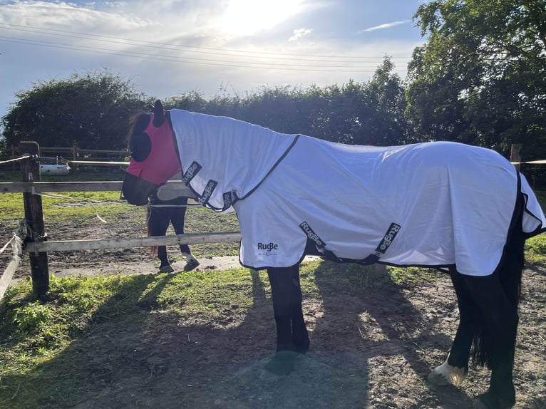 Connemara Mix Wallach 12 Jahre 165 cm Brauner in Welver