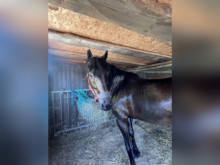 Connemara Mix Wallach 12 Jahre 165 cm Brauner in Welver