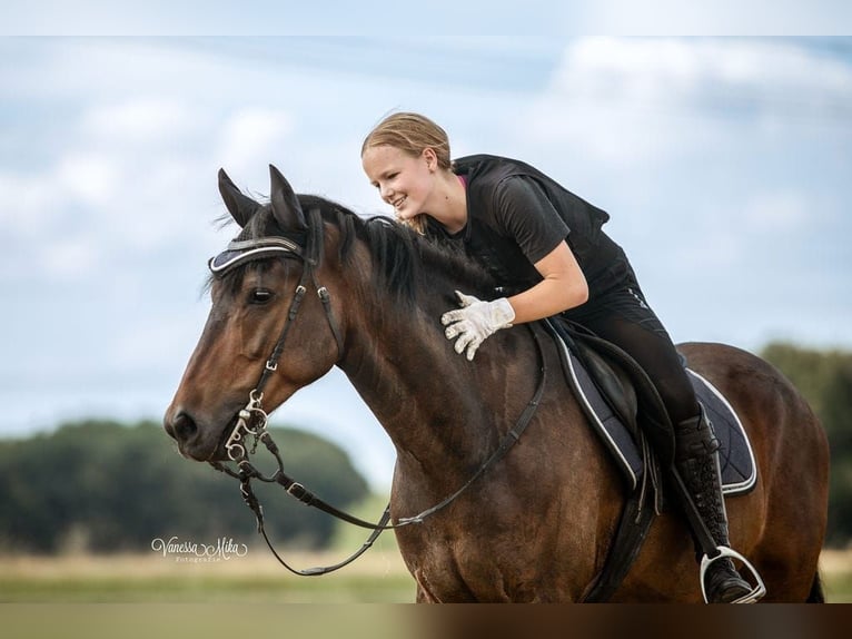 Connemara Mix Wallach 12 Jahre 165 cm Brauner in Welver