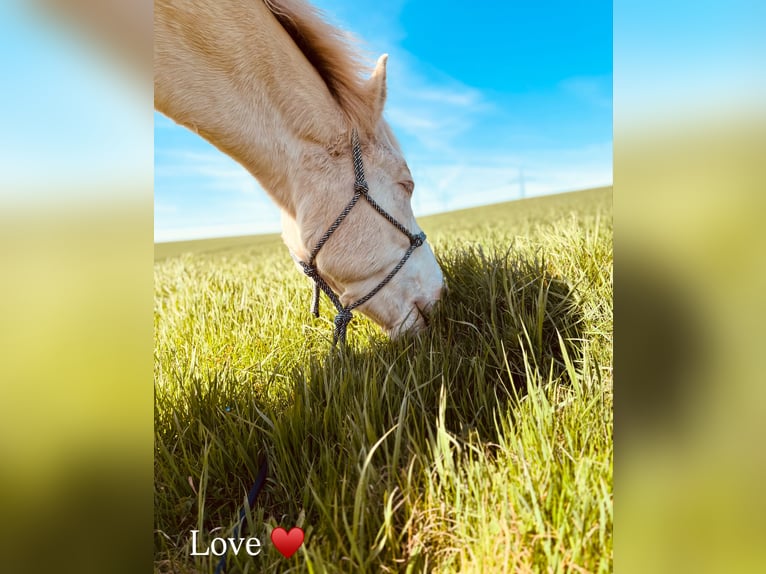 Connemara Mix Wallach 13 Jahre 148 cm Cremello in Neuenstein