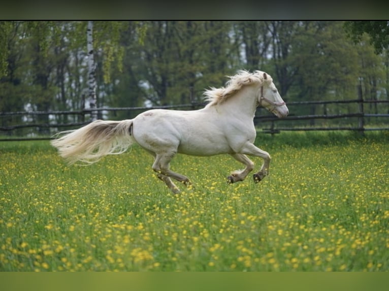 Connemara Mix Wallach 13 Jahre 148 cm Cremello in Neuenstein