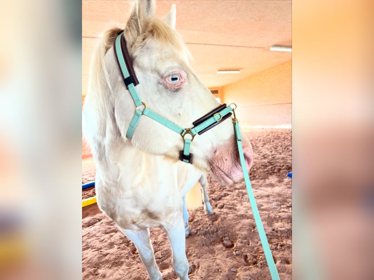 Connemara Mix Wallach 13 Jahre 148 cm Cremello in Neuenstein