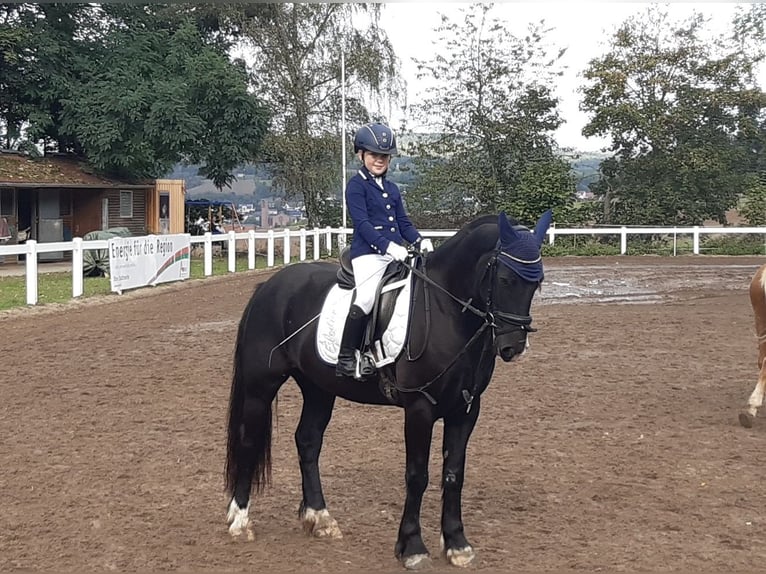 Connemara Wallach 13 Jahre 148 cm Rappe in Bürgstadt