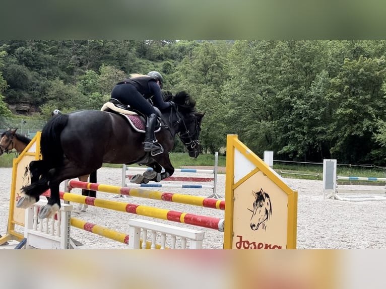 Connemara Wallach 13 Jahre 148 cm Rappe in Bürgstadt