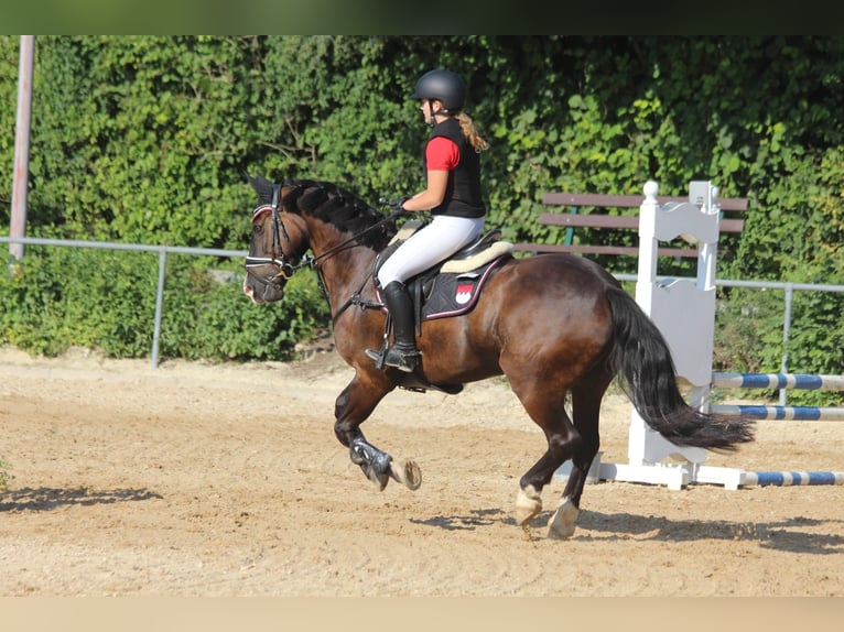 Connemara Wallach 13 Jahre 148 cm Rappe in Bürgstadt