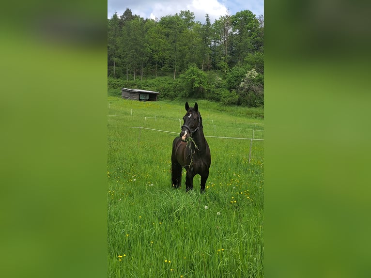 Connemara Wallach 13 Jahre 148 cm Rappe in Bürgstadt