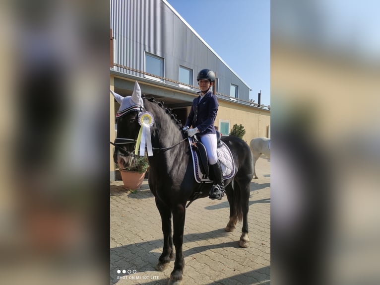 Connemara Wallach 13 Jahre 148 cm Rappe in Bürgstadt