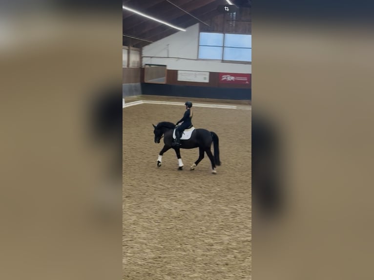 Connemara Wallach 13 Jahre 148 cm Rappe in Bürgstadt