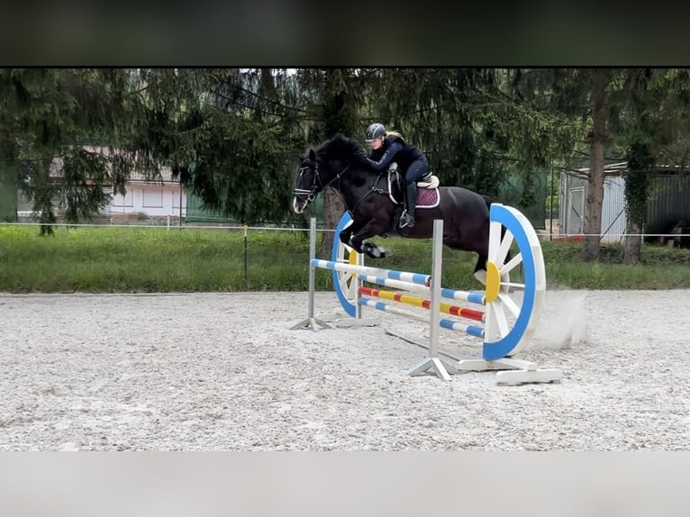 Connemara Wallach 13 Jahre 148 cm Rappe in Bürgstadt